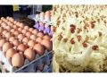 Shortage of Day-Old-Chicks Drives Egg Prices Higher