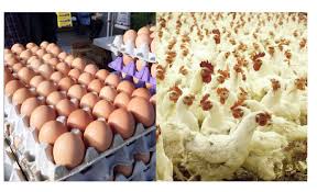 Shortage of Day-Old-Chicks Drives Egg Prices Higher