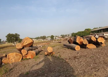 Terror Financing: Illegal Timber Trade Fuels North-Central Insecurity