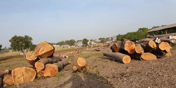 Terror Financing: Illegal Timber Trade Fuels North-Central Insecurity
