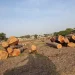 Terror Financing: Illegal Timber Trade Fuels North-Central Insecurity