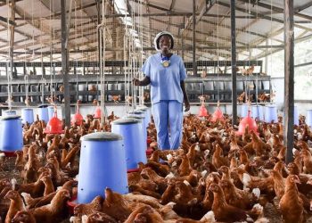 Tobacco Giant’s Poultry Pivot Signals Agricultural Diversification and State-Level Investment Appeal