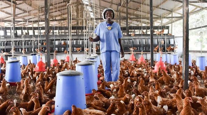 Tobacco Giant’s Poultry Pivot Signals Agricultural Diversification and State-Level Investment Appeal