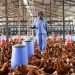 Tobacco Giant’s Poultry Pivot Signals Agricultural Diversification and State-Level Investment Appeal