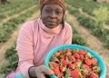 Jos Strawberry Value Chain: Solving the Logistics Crisis