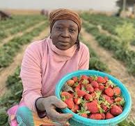 Jos Strawberry Value Chain: Solving the Logistics Crisis