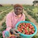 Jos Strawberry Value Chain: Solving the Logistics Crisis