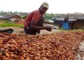 Ivory Coast Farmers Cut Fertiliser Use as Cocoa Output Faces Decline