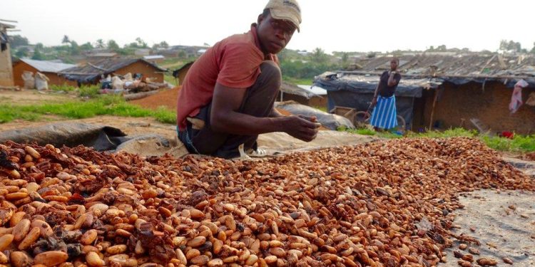 Ivory Coast Farmers Cut Fertiliser Use as Cocoa Output Faces Decline