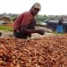 Ivory Coast Farmers Cut Fertiliser Use as Cocoa Output Faces Decline