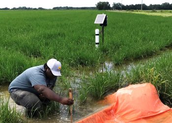 Rice Farmers Seek Irrigation Support as Rainfall Patterns Become Inconsistent