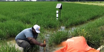 Rice Farmers Seek Irrigation Support as Rainfall Patterns Become Inconsistent