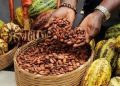 Global Cocoa Prices Plunge Nearly 70% as Producers Seek Urgent Market Reforms