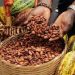 Global Cocoa Prices Plunge Nearly 70% as Producers Seek Urgent Market Reforms