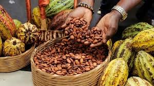 Global Cocoa Prices Plunge Nearly 70% as Producers Seek Urgent Market Reforms