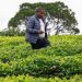 Iranian War Disruptions Strand 8 Million Kilograms of Kenyan Tea at Mombasa Port