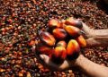 Nigeria Targets Oil Palm Self-Sufficiency, Global Market Share by 2050