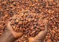 Côte d’Ivoire Maintains Cocoa Price at 1,200 CFA Amid Global Market Strain