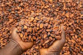 Côte d’Ivoire Maintains Cocoa Price at 1,200 CFA Amid Global Market Strain