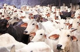 Cow vs. Car: Why a Lagos Bull Now Costs More Than a Toyota