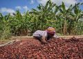 Ghana Cocoa Farmers Face Payment Delays Despite Improved Harvests