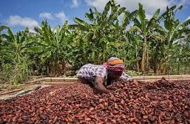 Ghana Cocoa Farmers Face Payment Delays Despite Improved Harvests