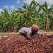 Ghana Cocoa Farmers Face Payment Delays Despite Improved Harvests