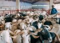 Private Investors Eye $3bn Livestock Market Growth