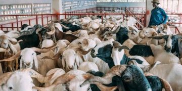 Private Investors Eye $3bn Livestock Market Growth
