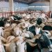 Private Investors Eye $3bn Livestock Market Growth