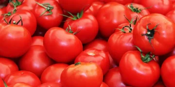 Ghana Agribusiness Chamber Calls for Tomato Import Suspension to Boost Local Production