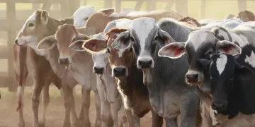 New Livestock Plan to Generate 350,000 Jobs, Says ACCI President
