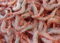 Ecuador’s $8.4bn Shrimp Boom Offers Nigeria a Blueprint for Export Diversification