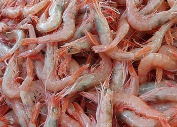 Ecuador’s $8.4bn Shrimp Boom Offers Nigeria a Blueprint for Export Diversification