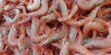 Ecuador’s $8.4bn Shrimp Boom Offers Nigeria a Blueprint for Export Diversification
