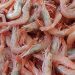 Ecuador’s $8.4bn Shrimp Boom Offers Nigeria a Blueprint for Export Diversification
