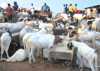 Kano Ram Prices Hit ₦700,000 as Eid Demand Falls Ahead of Eid-el-Kabir
