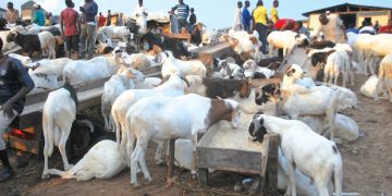 Kano Ram Prices Hit ₦700,000 as Eid Demand Falls Ahead of Eid-el-Kabir