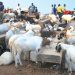 Kano Ram Prices Hit ₦700,000 as Eid Demand Falls Ahead of Eid-el-Kabir