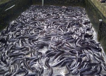Fish Farmers Seek Control of Processing Centre to Raise Output