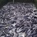 Fish Farmers Seek Control of Processing Centre to Raise Output