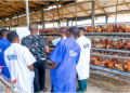 Zichis Agro Allied Secures N50bn Expansion Approval