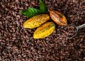 Orange Cocoa: Nigeria’s Sunbeth Global Concepts Launches 2050 Sustainability Drive