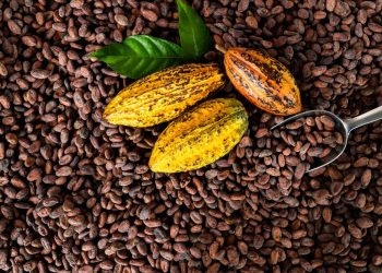 Orange Cocoa: Nigeria’s Sunbeth Global Concepts Launches 2050 Sustainability Drive