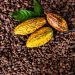 Orange Cocoa: Nigeria’s Sunbeth Global Concepts Launches 2050 Sustainability Drive
