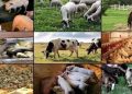 Nigeria’s Livestock Sector Emerges as Key Driver of Economic Growth