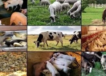 Nigeria’s Livestock Sector Emerges as Key Driver of Economic Growth