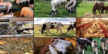 Nigeria’s Livestock Sector Emerges as Key Driver of Economic Growth
