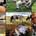 Nigeria’s Livestock Sector Emerges as Key Driver of Economic Growth