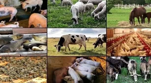 Nigeria’s Livestock Sector Emerges as Key Driver of Economic Growth